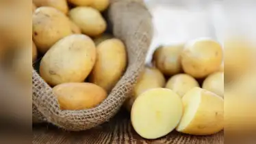 البطاطس 