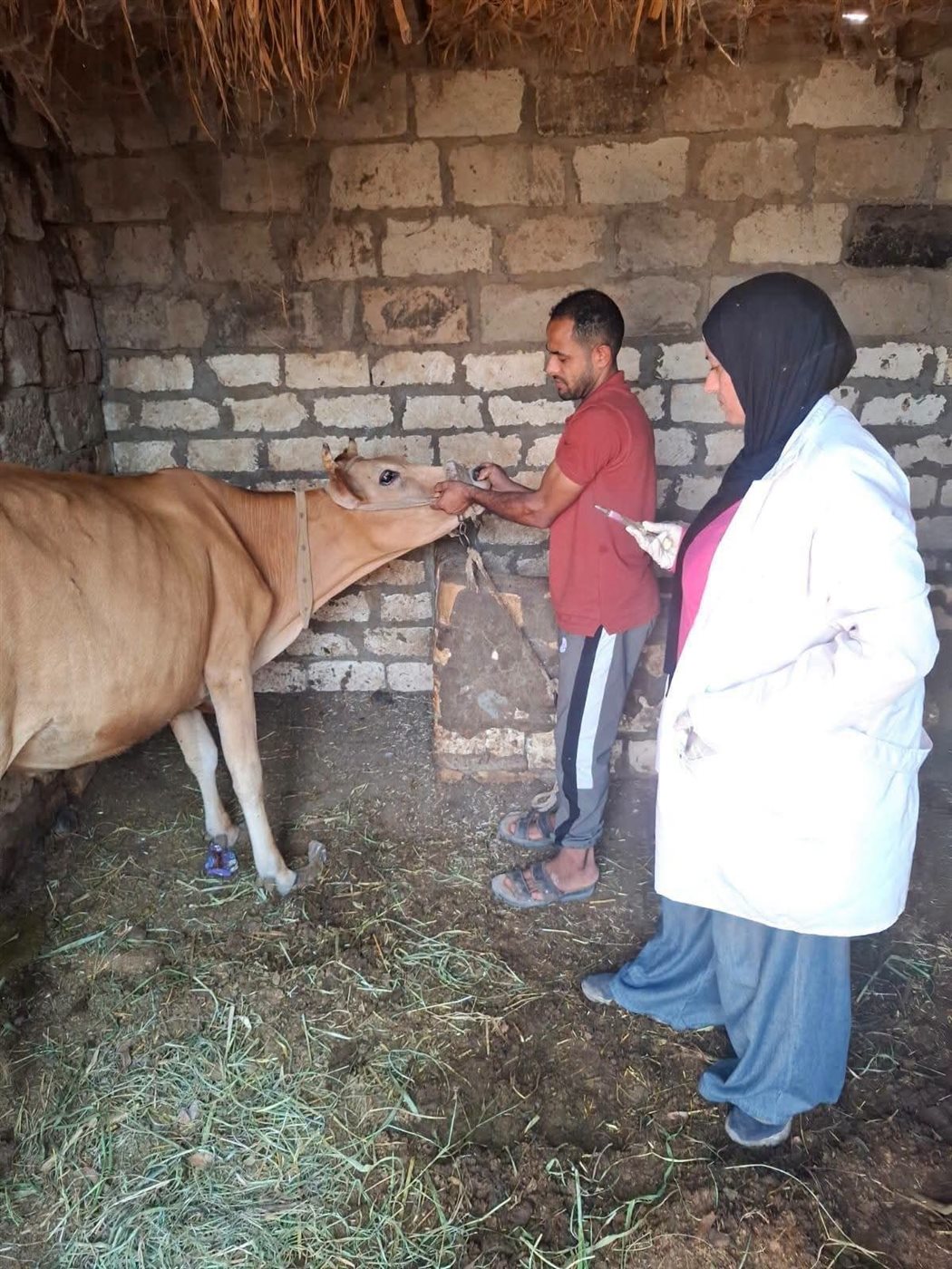 التحصين