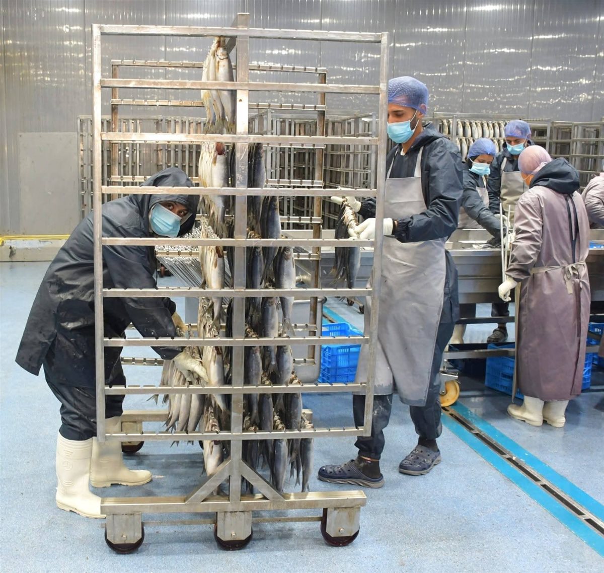 خط انتاج تبخير الرنجة