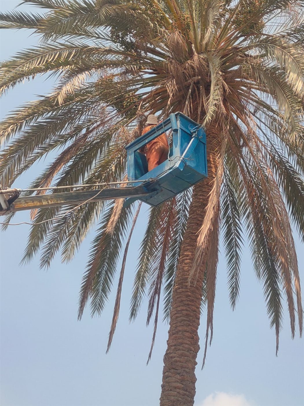 جانب من أعمال التجميل&nbsp;