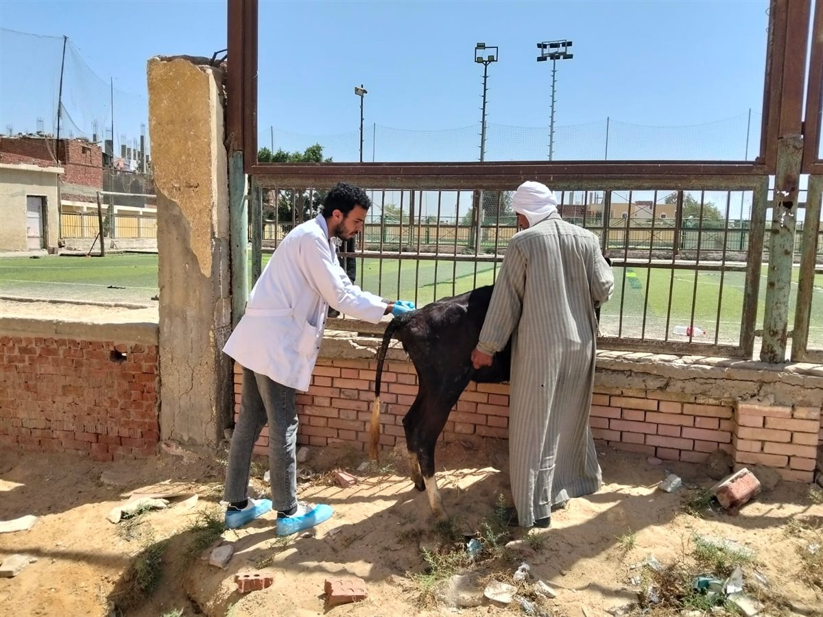 فاعليات القافلة