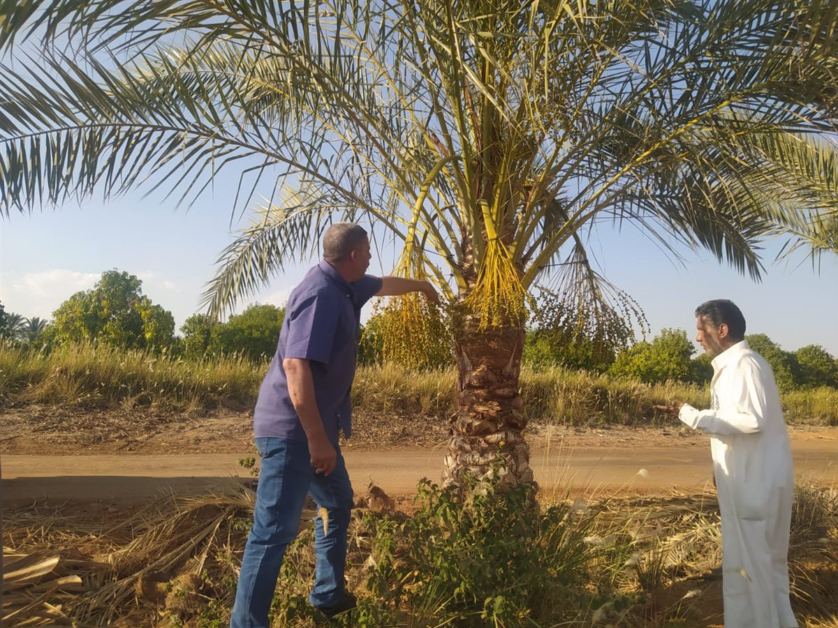 لجان متابعة الزراعات بالإسماعيلية