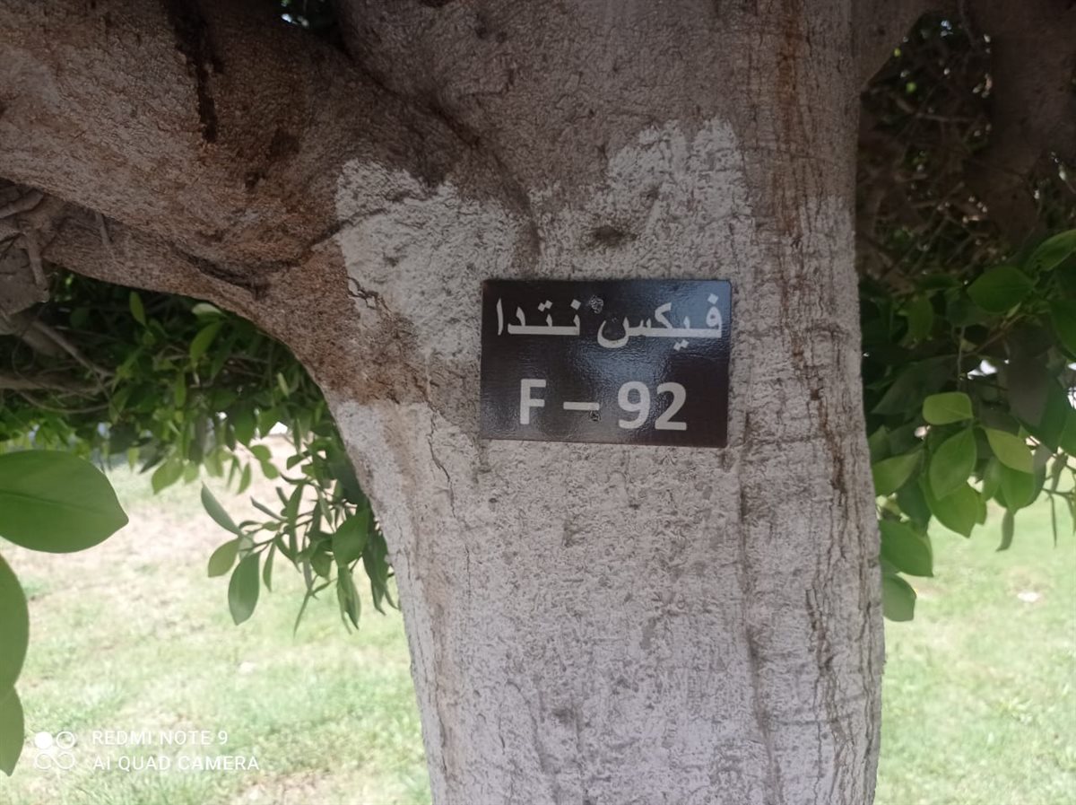 تكويد الأشجار بالإسماعيلية&nbsp;