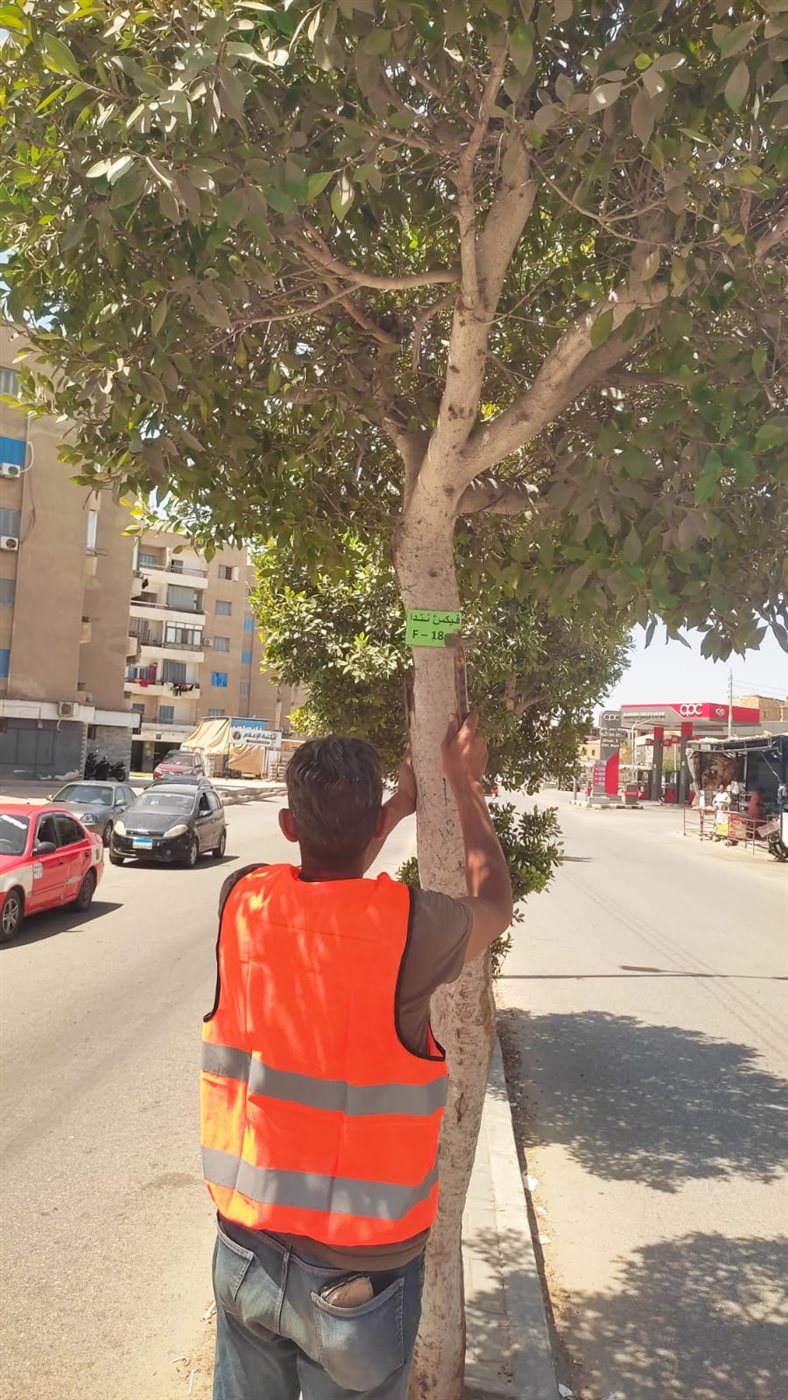 تكويد الأشجار بالإسماعيلية&nbsp;