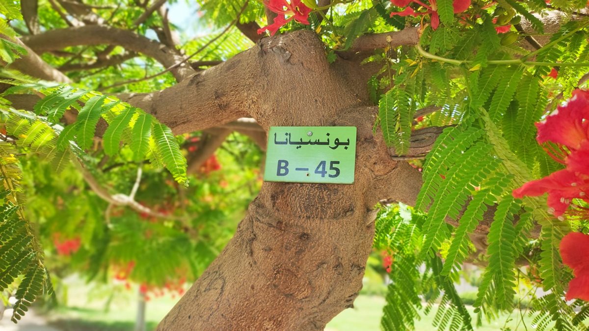 تكويد الأشجار بالإسماعيلية&nbsp;