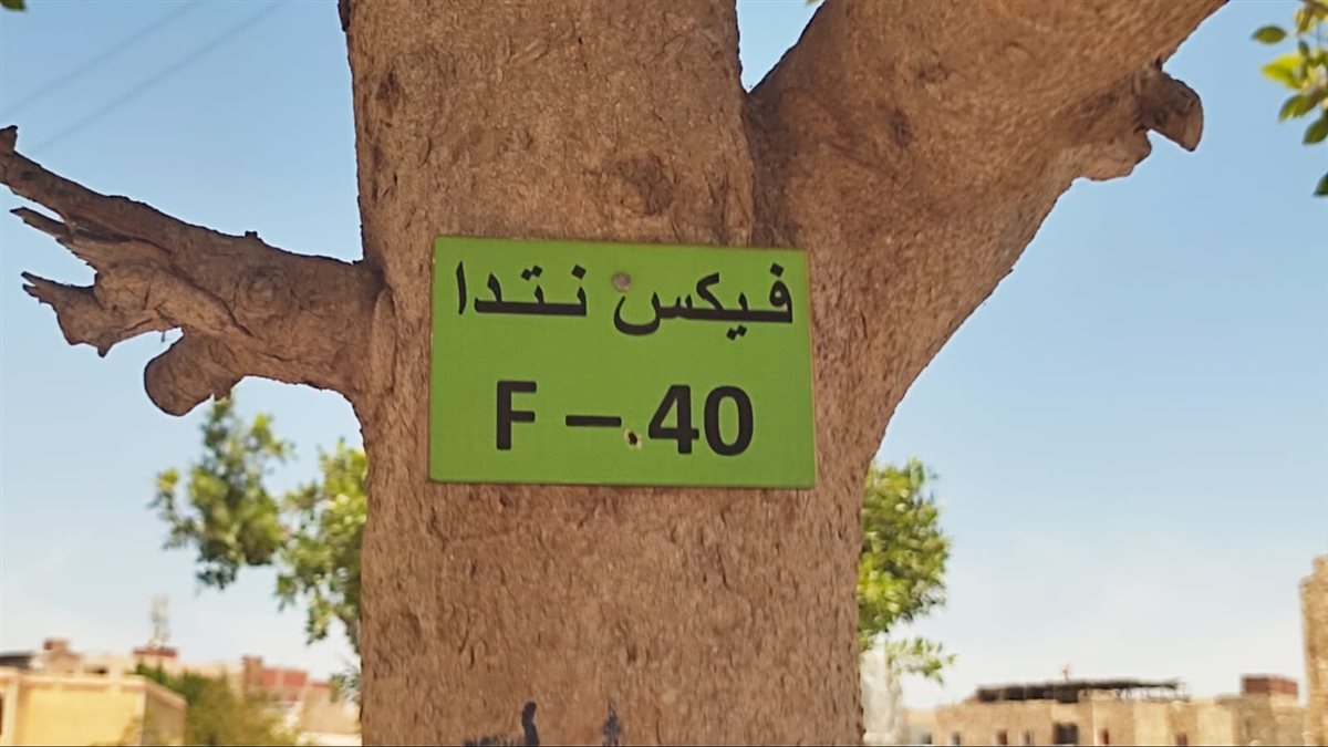 تكويد الأشجار بالإسماعيلية&nbsp;