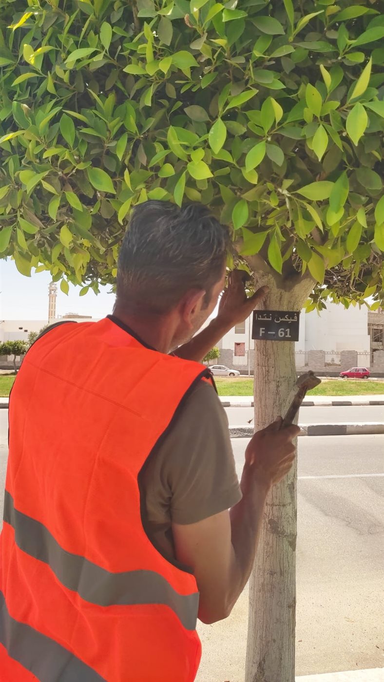 تكويد الأشجار بالإسماعيلية&nbsp;
