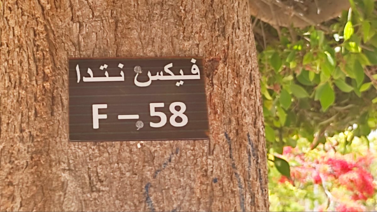تكويد الأشجار بالإسماعيلية&nbsp;