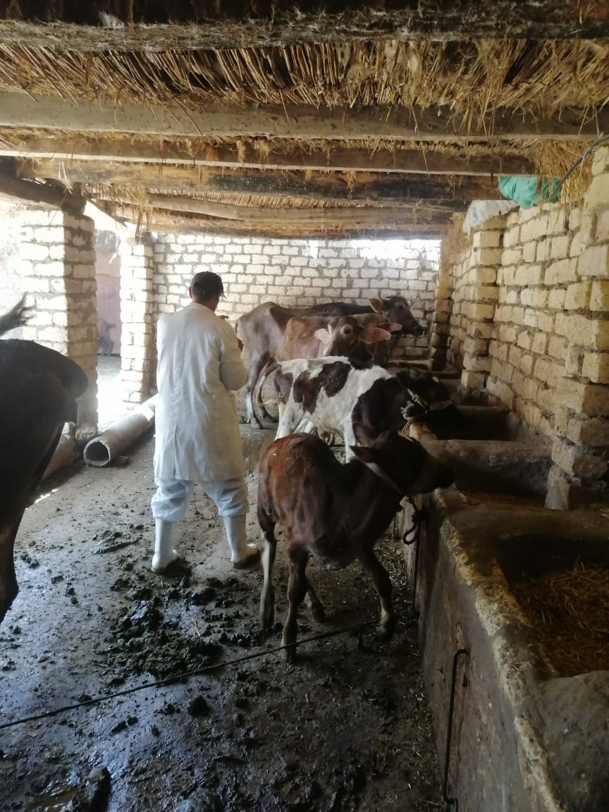 جانب من فاعليات حملة التحصين في محافظة الإسماعيلية