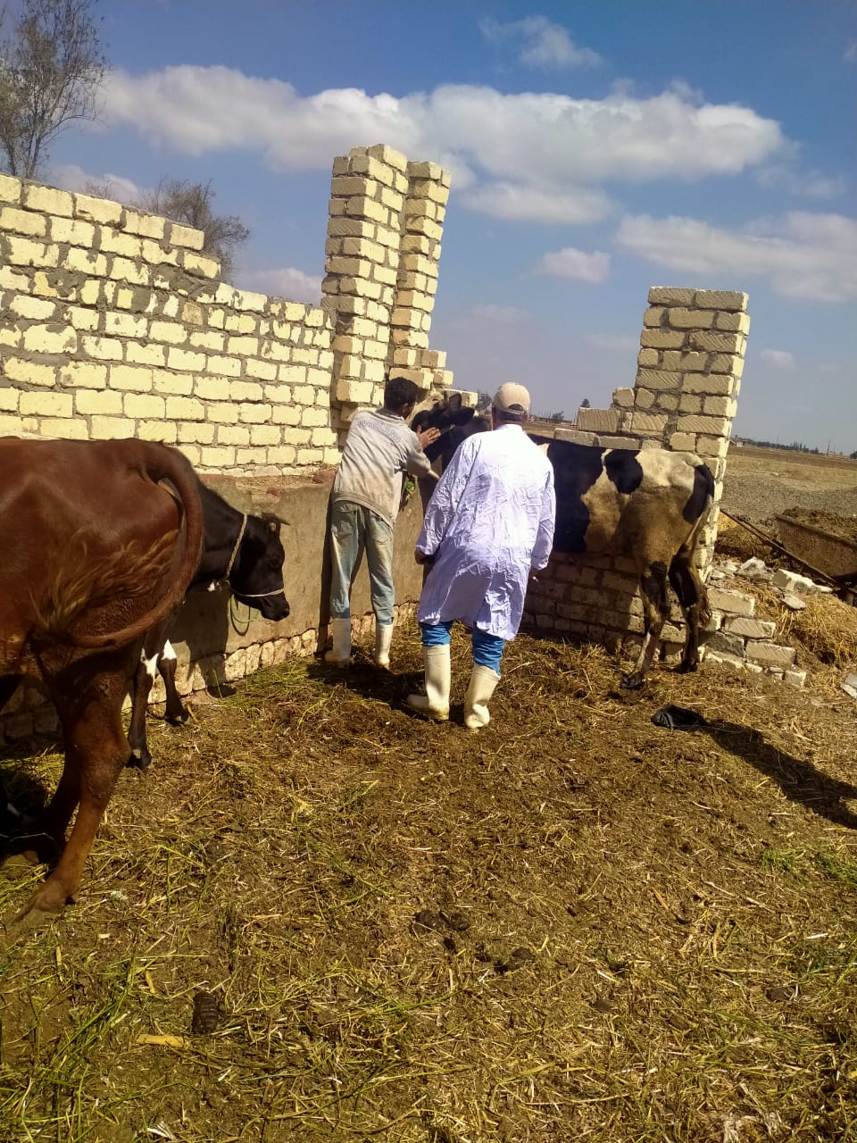 جانب من فاعليات حملة التحصين في محافظة الإسماعيلية