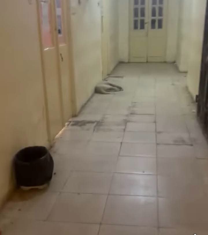 كلب داخل مستسفى جرجا المركزي