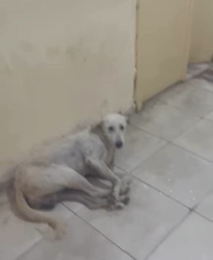كلب داخل مستشفى جرجا المركزي
