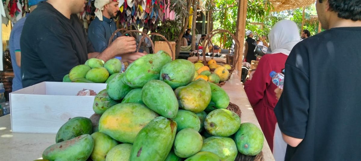 حصاد المانجو في الإسماعيلية