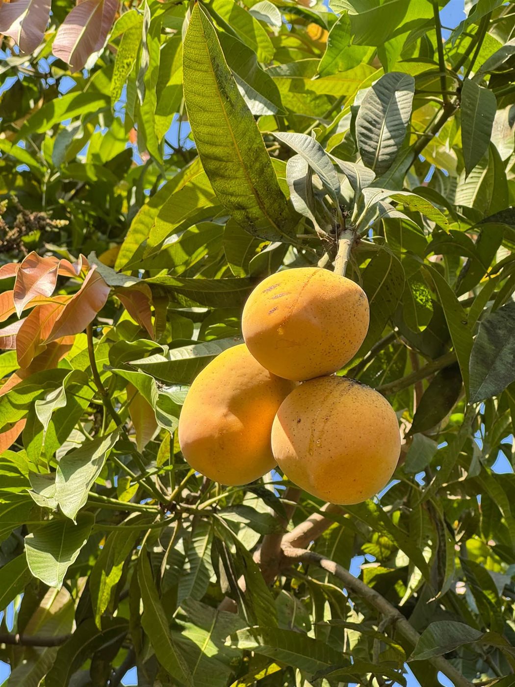 المانجو الإسماعيلاوي