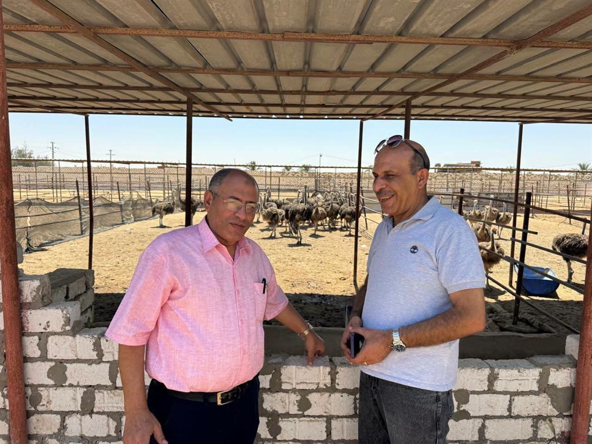 تربية النعام بالإسماعيلية