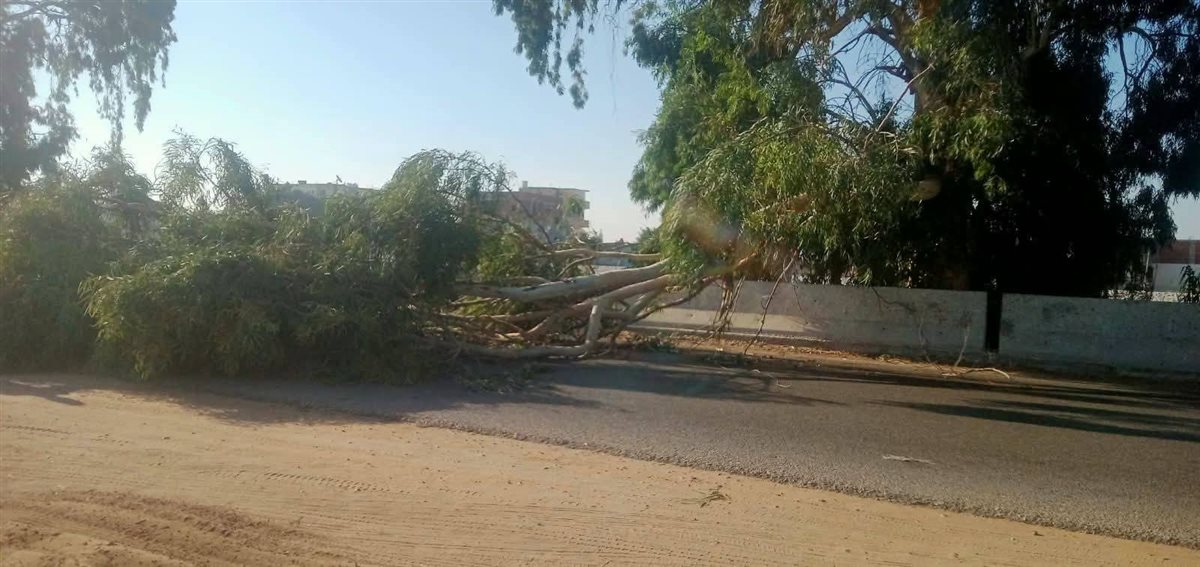 سقوط شجرة على طريق الإسماعيلية الزقازيق