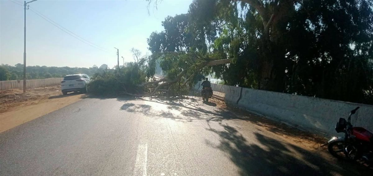 سقوط شجرة على طريق الإسماعيلية الزقازيق