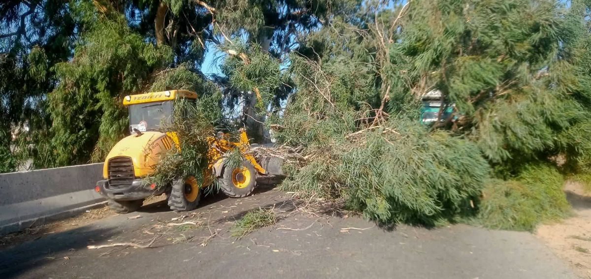 سقوط شجرة على طريق الإسماعيلية الزقازيق
