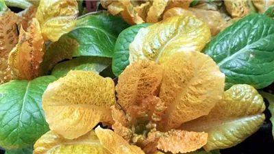 يحمي من الزهايمر وأمراض القلب .. ماذا تعرف عن الخس الذهبي ؟