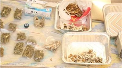 الماجيك مشروم مخدر قاتل يشبه الفطر.. يدمر القلب ويهدد بغيبوبة مميتة