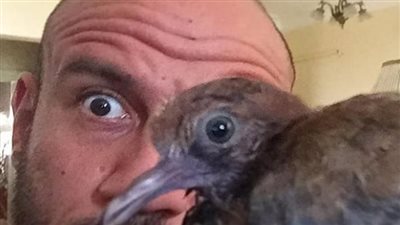 شغف الفنانين بالحيوانات.. من النمور والأسود إلى الأرانب والسناجب والحمام الزاجل