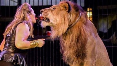 أسود غاضبة تهاجم مدربيها.. «سلطان» قتل الحلو وكوتا ينجو من الموت بأعجوبة