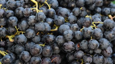 يقوي المناعة ويدعم صحة العين.. فوائد مذهلة للعنب الأسود