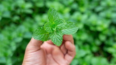 النعناع يساعد في تخفيف آلام الصداع النصفي.. وهذه أهم الفوائد