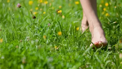 لماذا يجب عليك المشي حافي القدمين على العشب؟ فوائد صحية مدهشة 