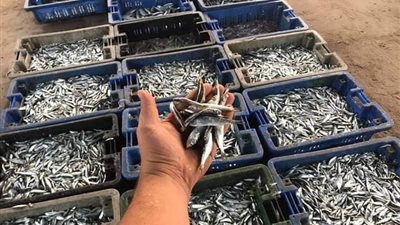 استغلي الموسم.. أسهل طريقة لتخزين وتحضير السردين في المنزل