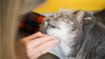 لو بتعاني من حساسية القطط.. اعرف الأعراض وأفضل النصائح للوقاية