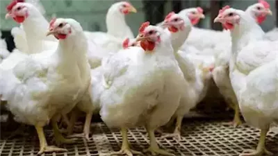 وصلت كام؟.. تعرف على أسعار الدواجن اليوم الأحد 16 فبراير 2025