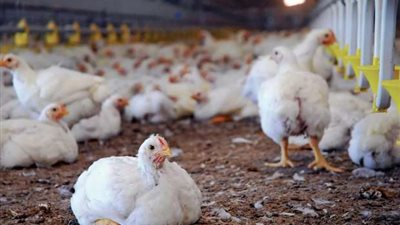 معادلة صعبة.. أسعار البيض والدواجن تهبط رغم ارتفاع الوقود (فيديو)