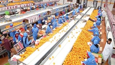 أرقام قياسية تنتظر صادرات مصر الزراعية في 2025