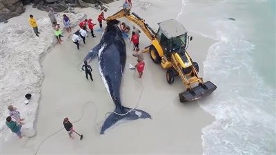 كارثة تضرب جزيرة شهيرة.. انتحار 150 حوتا على شواطئ أستراليا