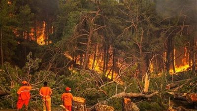 جحيم في اليابان.. 1700 رجل إطفاء يكافحون حريق الغابات