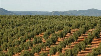 موجات الحرارة تؤثر على المحاصيل.. تحذير شديد اللهجة للمزارعين