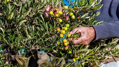 مصر السابعة عالميًا في إنتاج الزيتون.. تحديات وآفاق للنمو في قطاع الزراعة