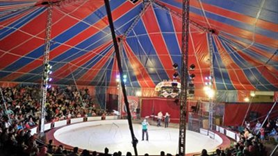 «الحمير» تقود 4 عمال بالسيرك القومي للمحاكمة التأديبية.. ما القصة؟