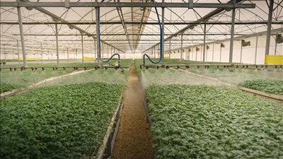 جهاز مستقبل مصر.. نجاحات ملموسة في التصنيع الزراعي واستصلاح الأراضي