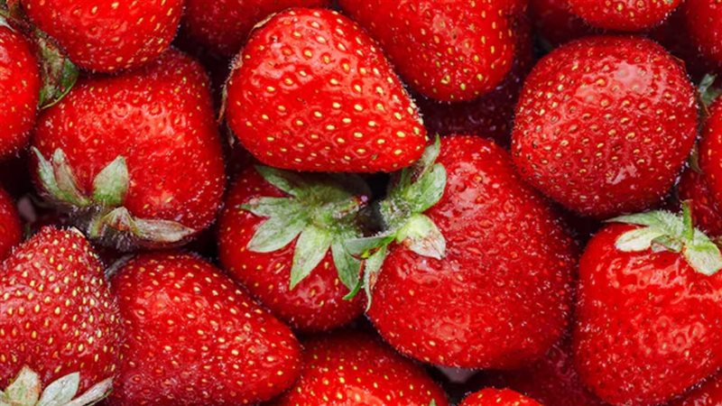 الفراولة المصرية