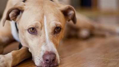  الوحدة القاتلة.. قصة رجل فارق الحياة وكلبه التهم جثمانه جوعًا في السيدة زينب