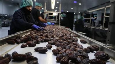 فلسطين على خارطة التمور.. الثامنة عالميًا في التصدير رغم تضييق الاحتلال