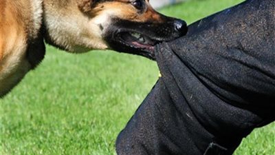 «كلب» يتسبب في إصابة 8 أطفال بحدائق القبة.. والأمن يتدخل