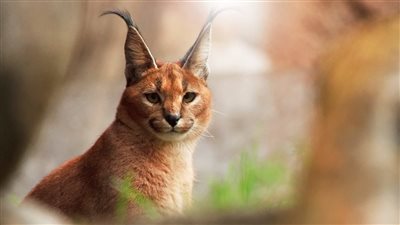 النادر المفترس.. أبرز المعلومات عن الوشق المصري