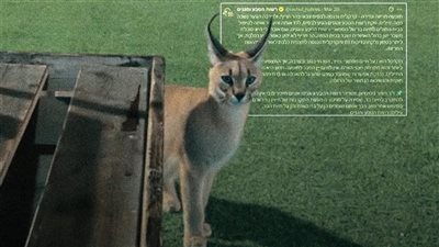 الوشق المصري يهاجم جنودًا إسرائيليين.. ماذا حدث على الحدود؟