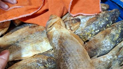 قبل العيد.. ضبط 2 طن فسيخ ورنجة وسردين فاسد في أسواق القاهرة