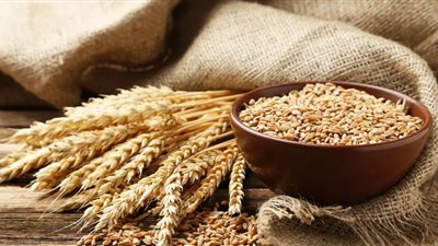 لزيادة الإنتاجية.. الحكومة تحدد سعر أردب القمح وتوجه رسالة للمزارعين