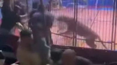 صور| أسد يلتهم يد عامل داخل سيرك.. ماذا حدث ثاني أيام العيد في طنطا؟