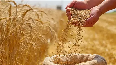 توريد 500 ألف طن من القمح.. بيان رسمي من محافظ الشرقية